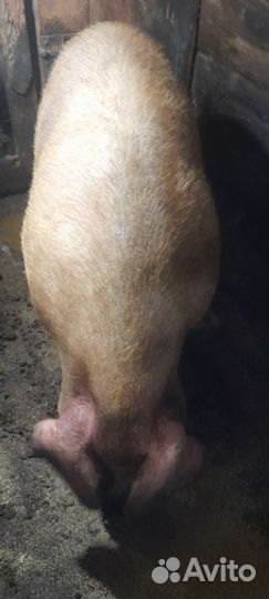 Хряк на племя