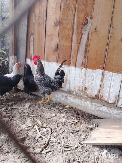 Петух молодой