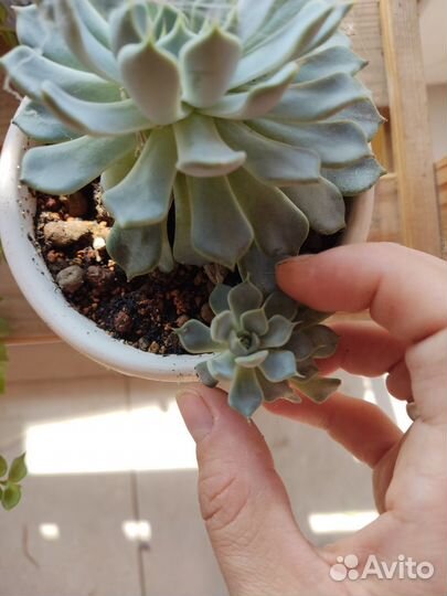 Эхеверия лилацина, монструоза, Геракл, sp