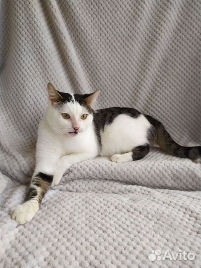 Котик в хорошие руки