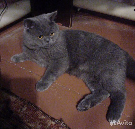 Шотландский кот