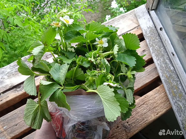 Клубника ремонтантная murano