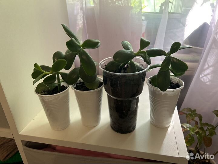 Цветок толстянка