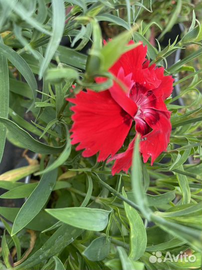 Многолетняя гвоздика