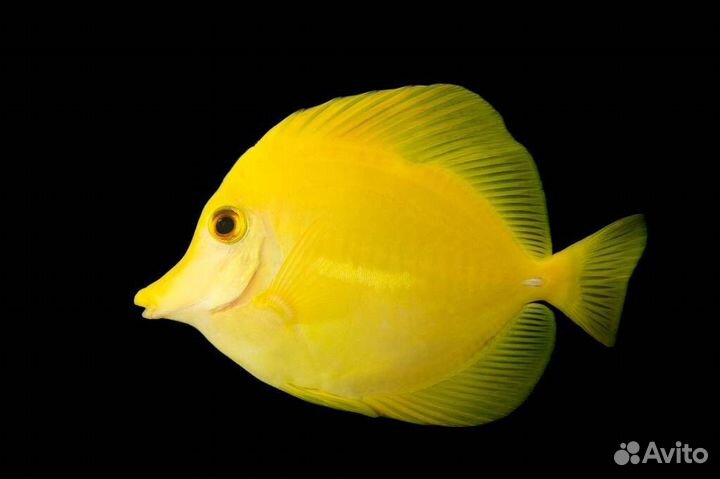 Рыбка Зебрасома Парусная желтая