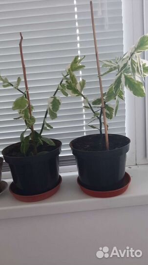 Педилантус