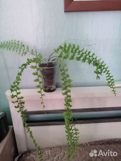 Папоротник Пикок