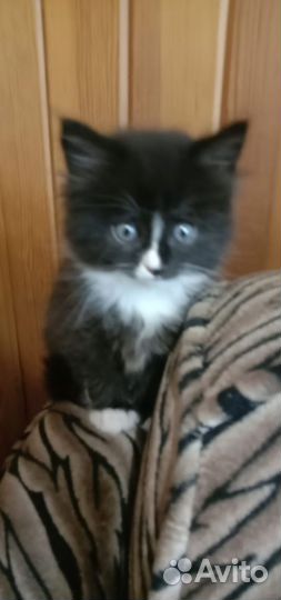 Шотландские котятки