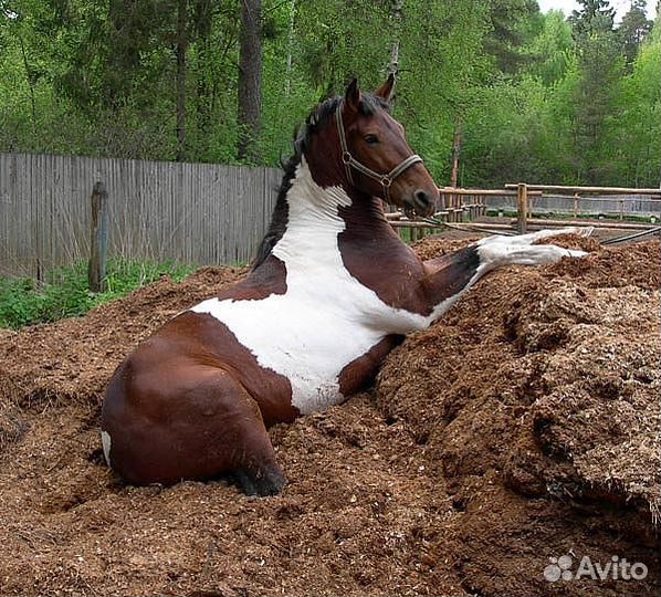 Навоз перегной конский