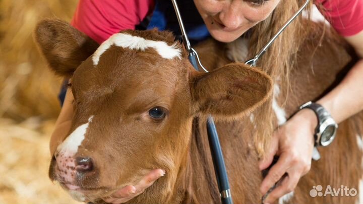 Ветеринарный фельдшер