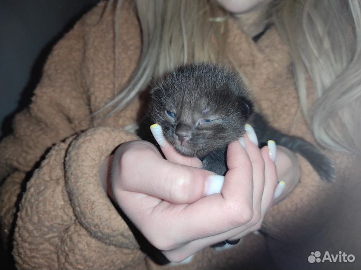 Кошка в дар