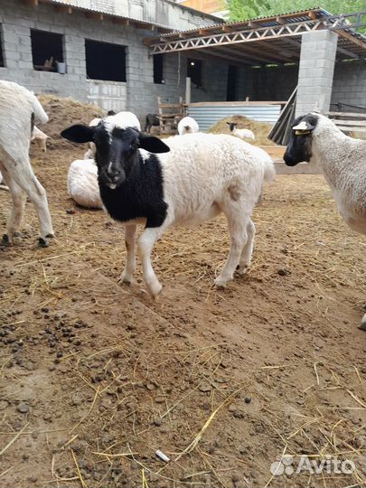 Бараны дорпер