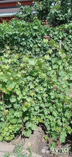 Саженцы винограда