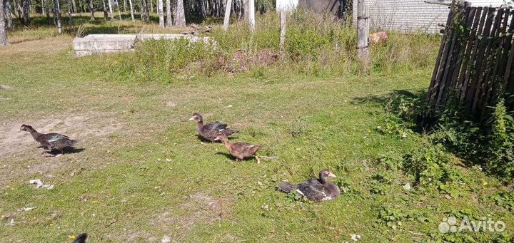 Мускусные утки