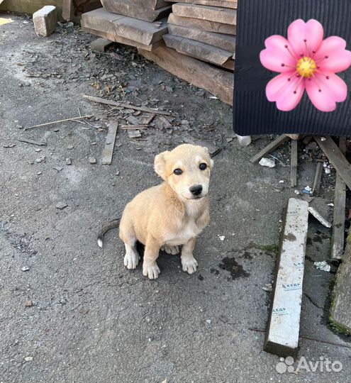 Собака в добрые руки щенок