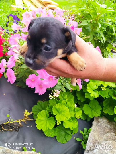 Мини той-терьер