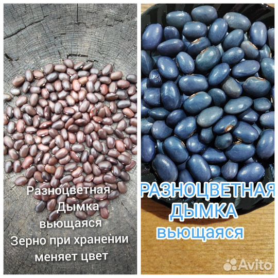 Часть 4.Семена коллекционной фасоли
