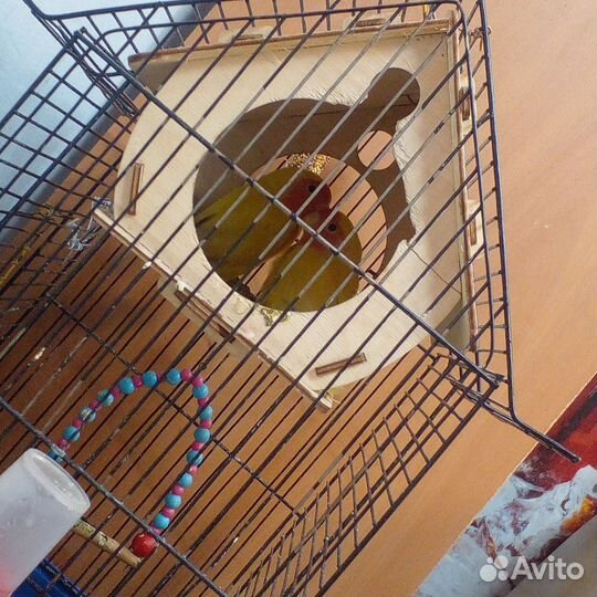 Попугай неразлучники с клеткой
