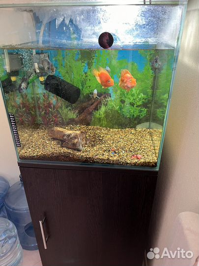 Аквариум