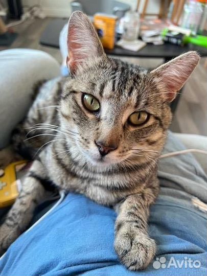 Ласковые тигровые полосатые коты и кошки бесплатно