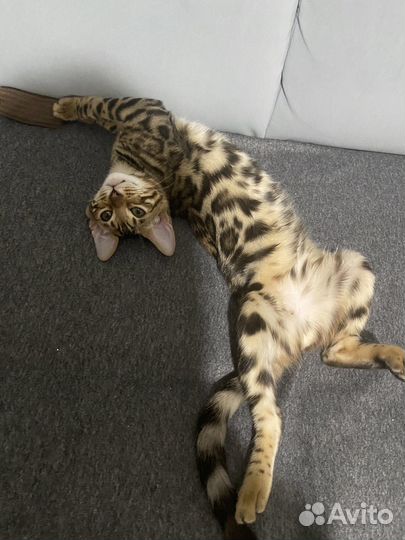 Бенгальские котята
