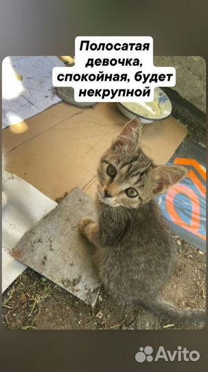 Котята в добрые руки