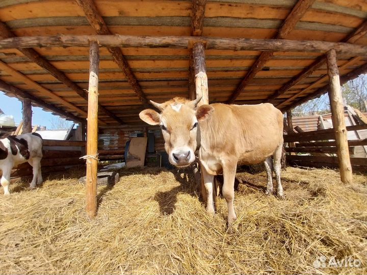 Корова (нетель)