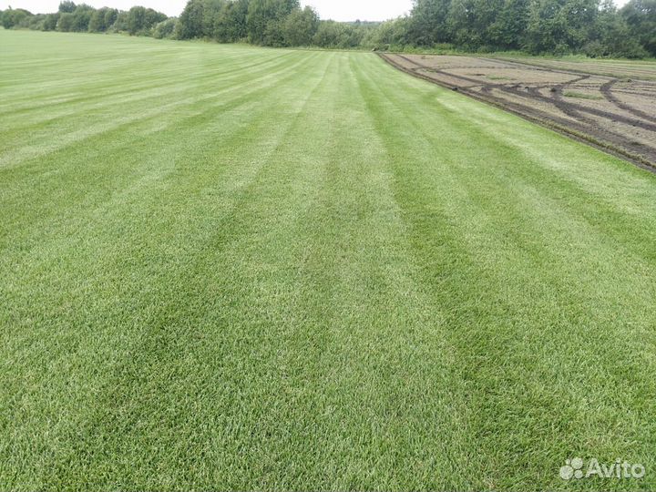 Газонная трава в рулонах из сортов Мятлика