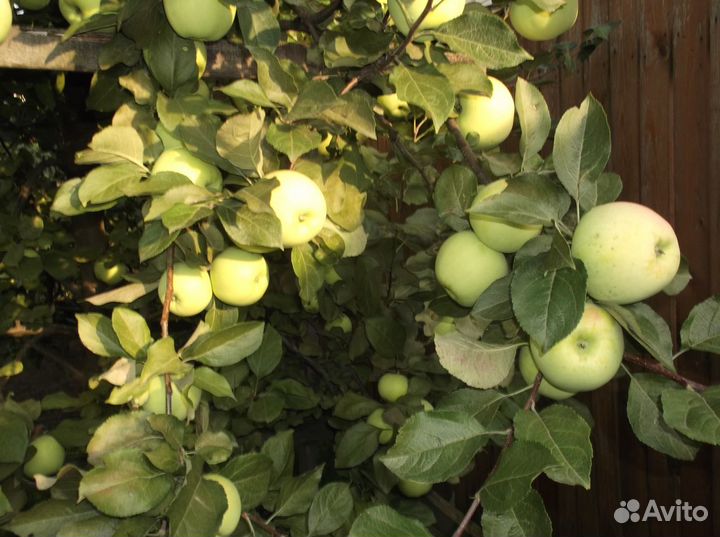 Саженцы яблони