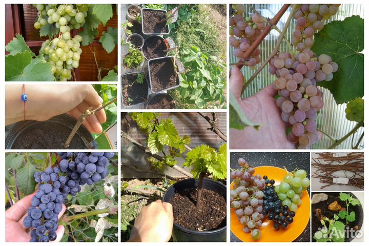 Виноград. Саженцы. Черенки. Плодовые, винный сорта