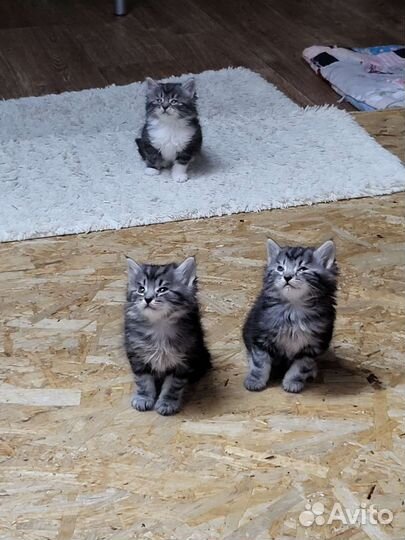 Кошки курильский бобтейл