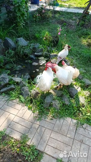 Яйцо домашнее белое