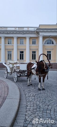 Аренда экипажа(кареты),тренировки верхом на лошади