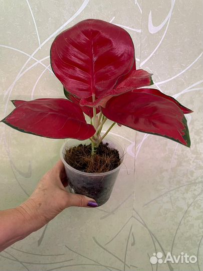 Аглаонема Рэд