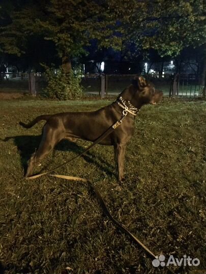 Питбультерьер