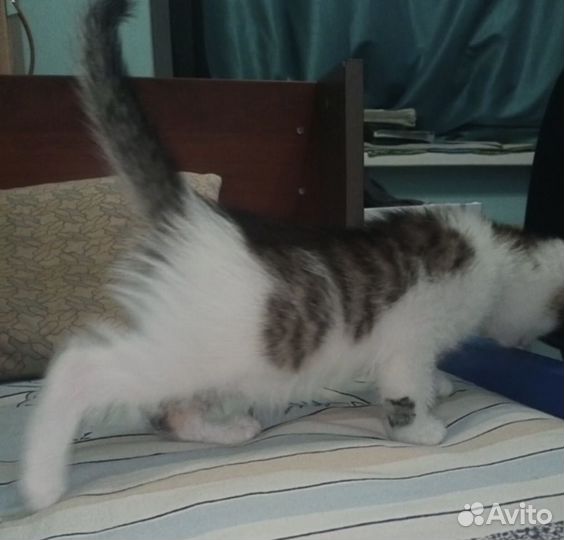 Котенок в добрые руки