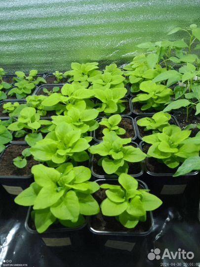 Рассада капусты