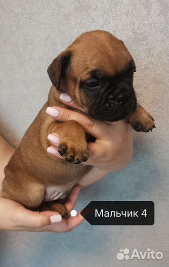 Французский бульдог щенки