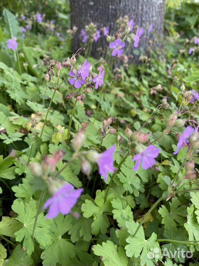 Герань корневищная, окопник малиновый, пупочник