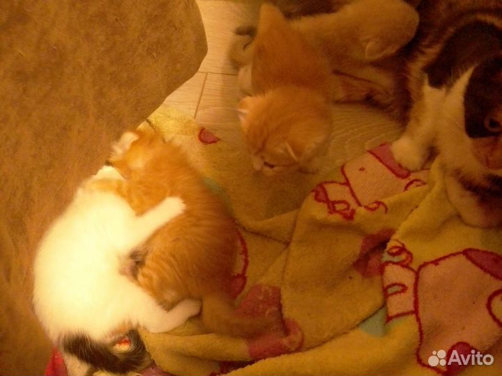 Вислоухие котята