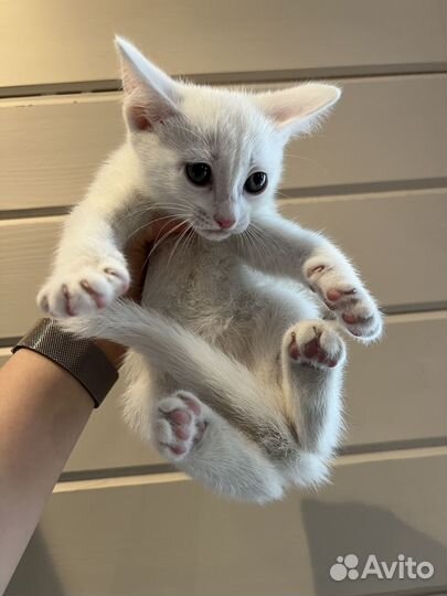 Отдам котенка в добрые руки