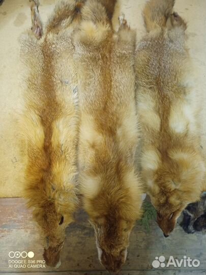 Шкуры куницы