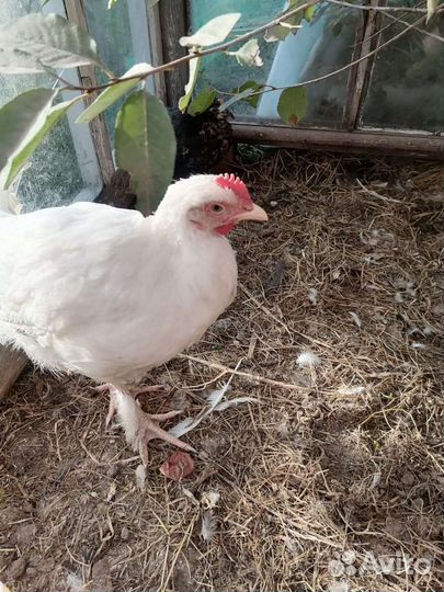 Куры молодки