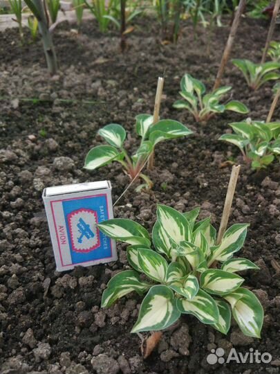 Хоста миниатюрная