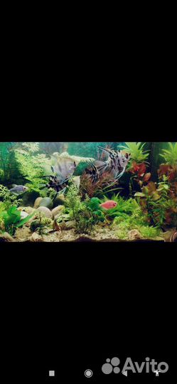 Аквариумное растение. Индийский папоротник