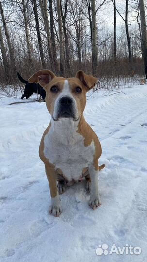 Стаффордширский терьер щенки