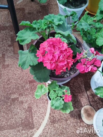 Герань Пеларгония