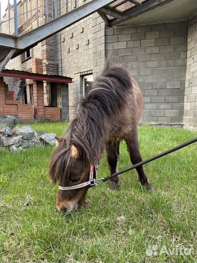 Контактный зоопарк