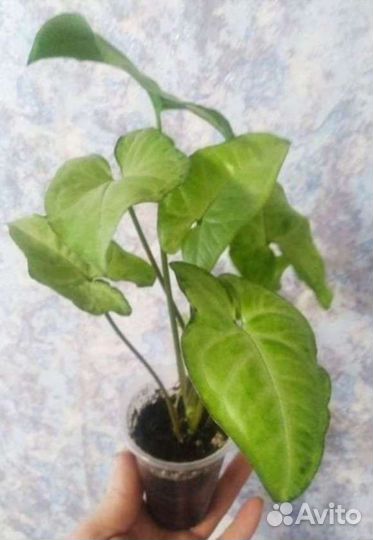 Сингониумы