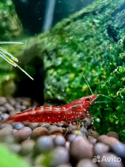 Креветки аквариумные желтый неон